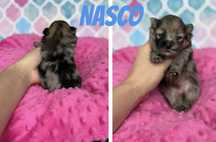 Pomeranian Blue Merle