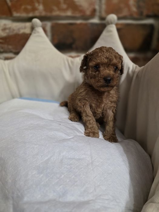 Pudelek toy chłopczyk red!