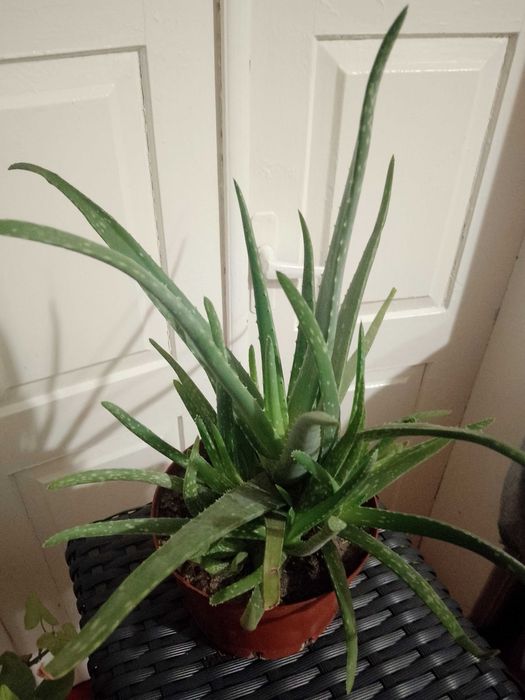 Ехінопстс, алоє, опунція, кактуси