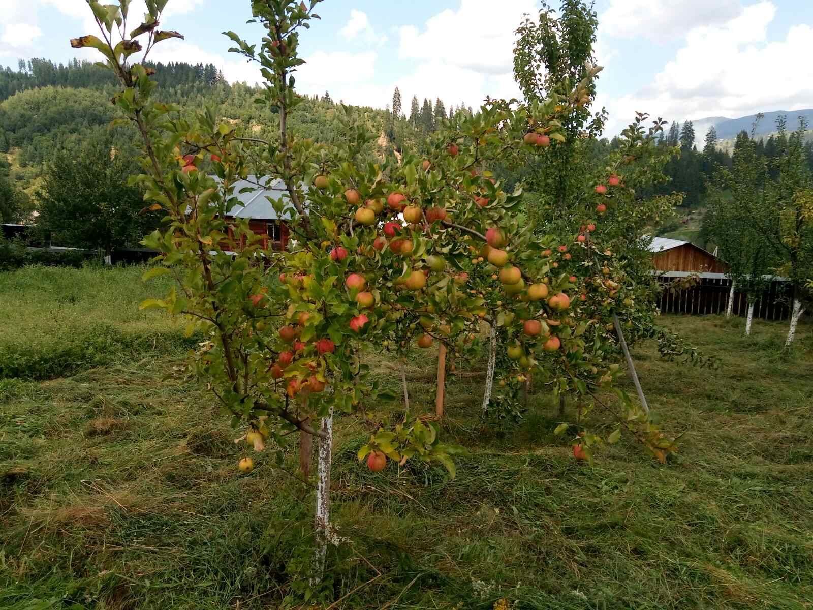 Продається господарство