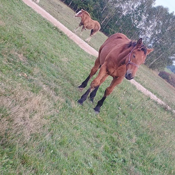 Konie zimnokrwiste