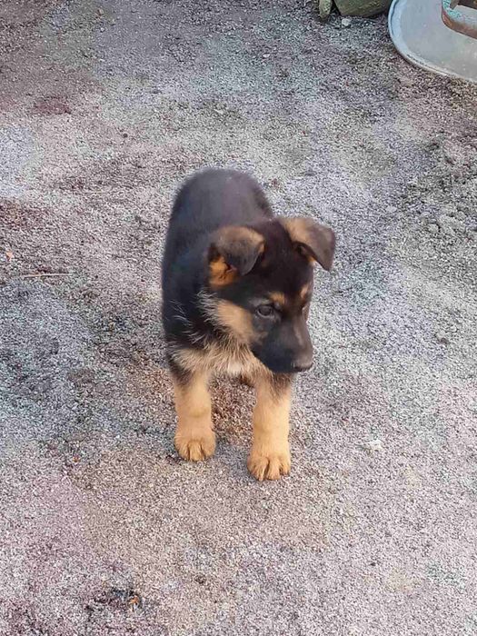 Продам цуценят Німецької вівчарки