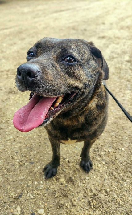 Kyra - Cadela média para adoção