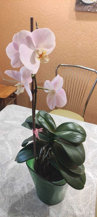 Орхідея baby fase домашнє цвітіння