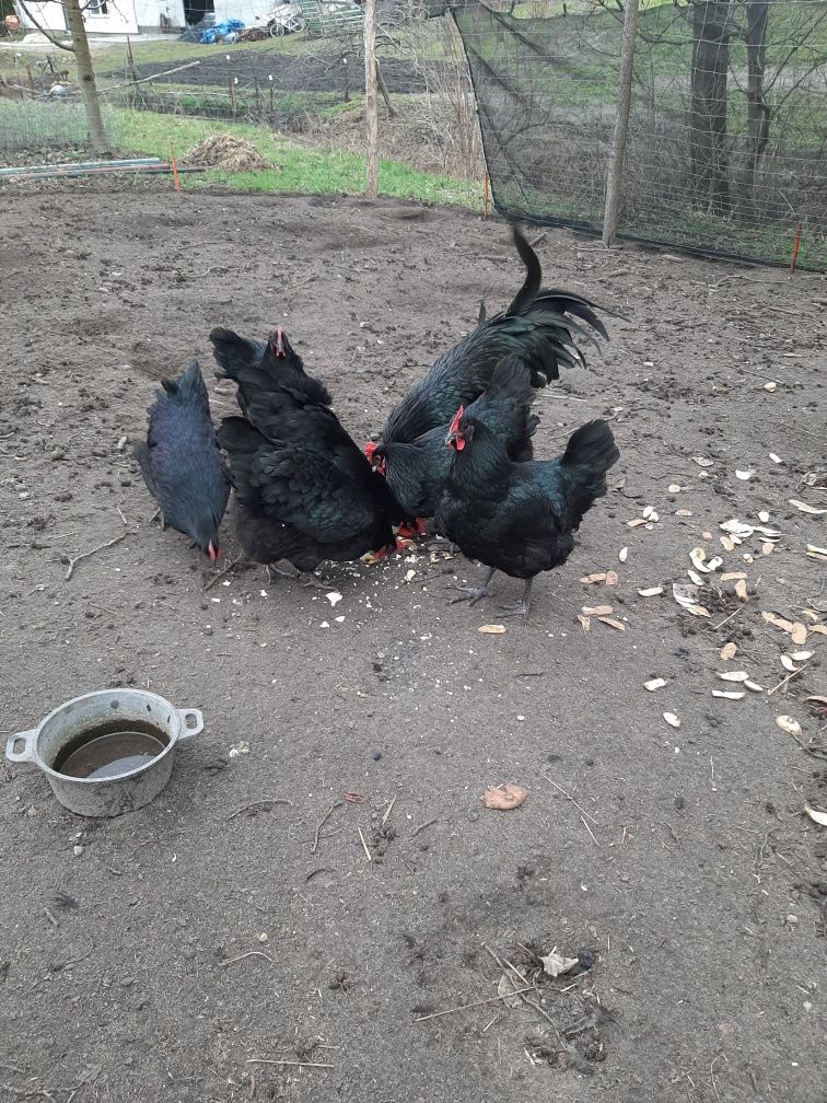 Australorp jajka lęgowe