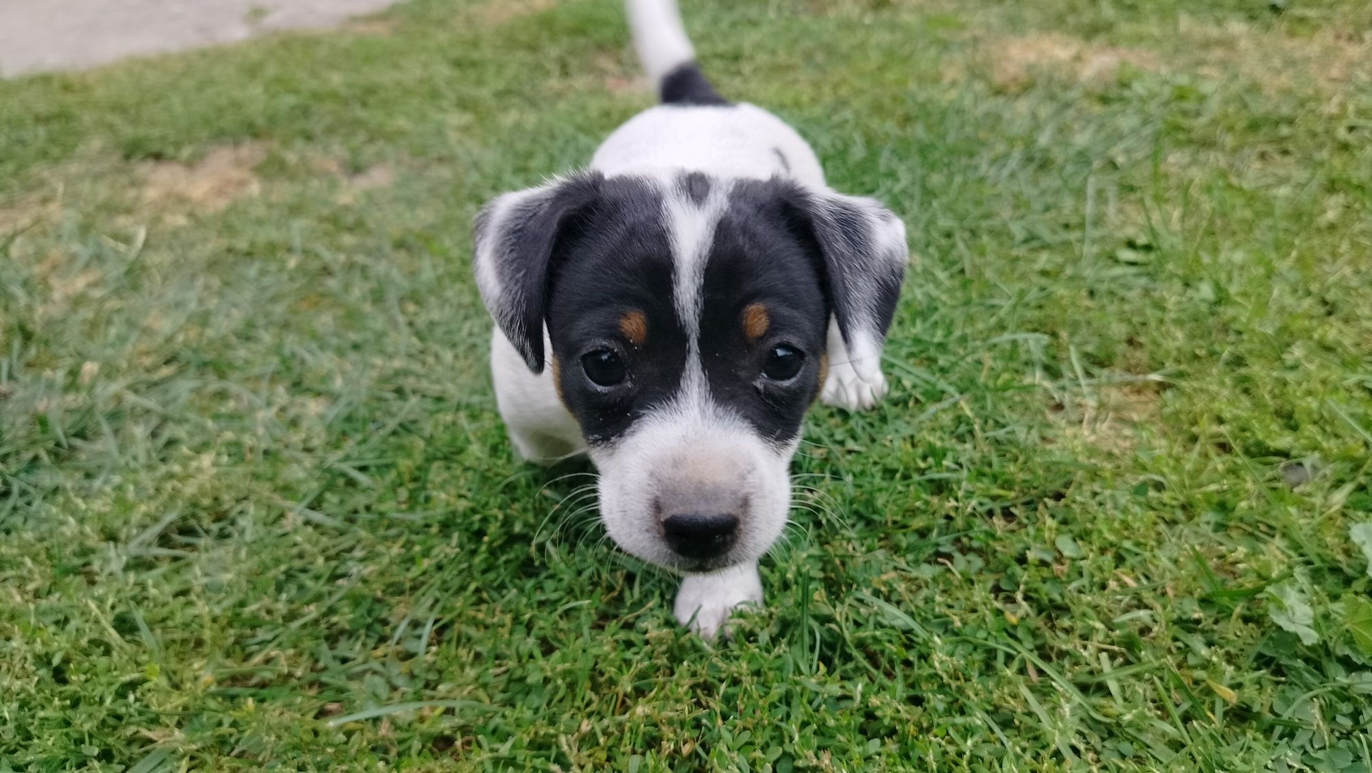 Szczeniak Jack Russell Terrier