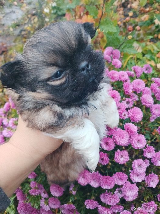 Пекінес, дівчинка, цуценя пекінеска