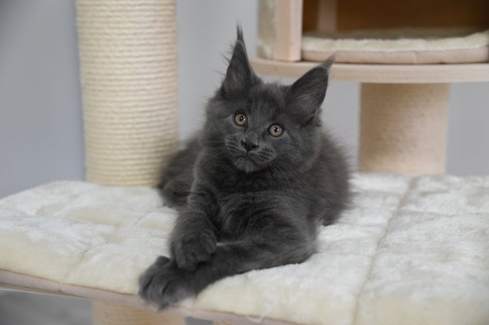 Piękna kotka Holly Maine Coon