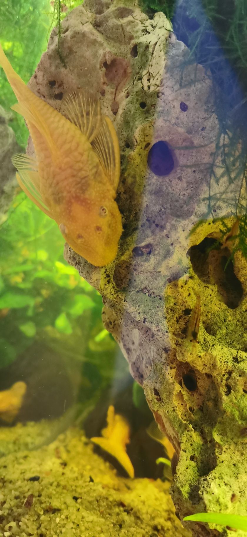 Akwarystyka koglonojady czarne 3 zł i żółte 4 zł rozmiar od 2 cm do 4,