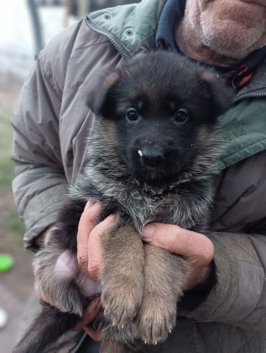 Щінки німецької вівчарки