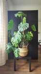 Monstera, kwiat doniczkowy
