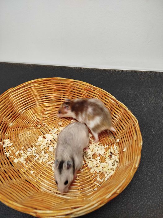 Młode, urocze chomiki syryjskie, różne kolory Sklep zoologiczny
