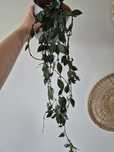 Hoya lacunosa black leaves