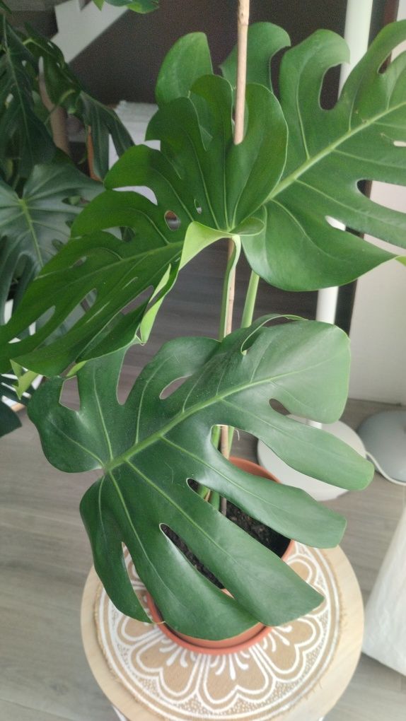 Monteras deliciosa