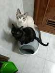 Gatinhos, Black and White para adoção responsável