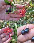 Brincos de Princesa Comestível. Fúchsia Régia