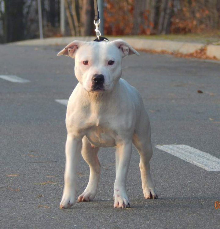 Staffordshire Bull Terrier FCI Staffik suczka