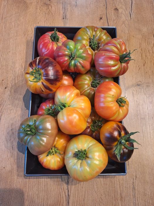 Nasiona kolekcjonerskie pomidorów