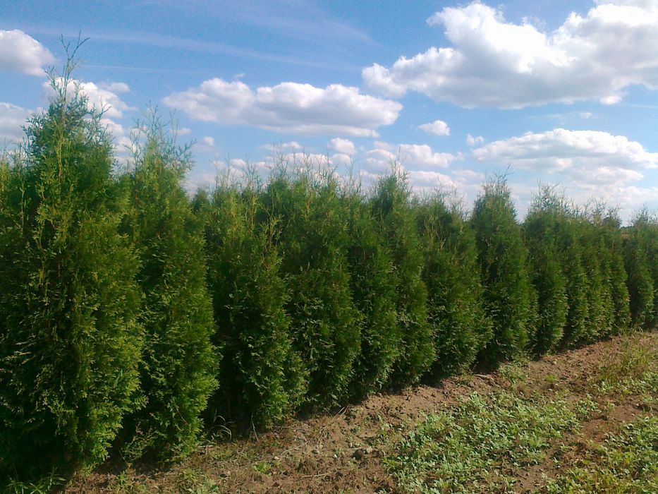Thuja brabant żywotnik 140-160 cm