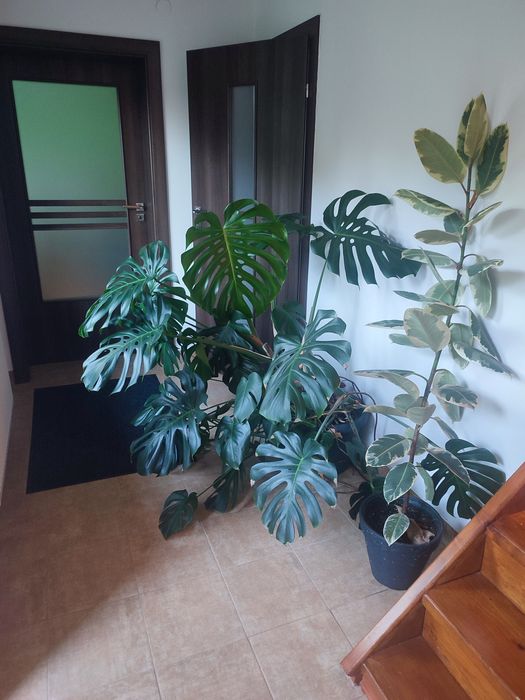 Monstera olbrzymia