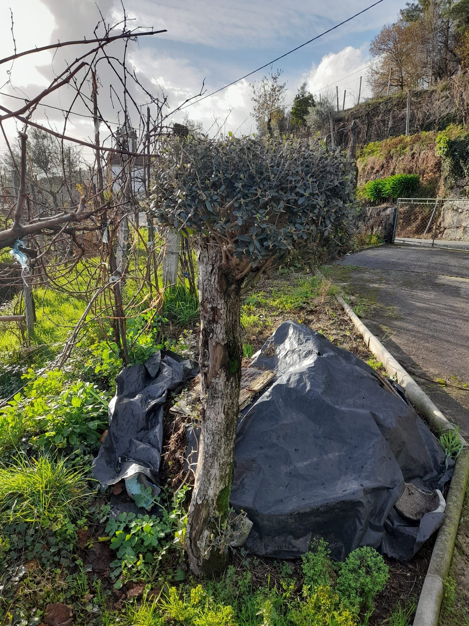 Oliveira para decoraçao jardím
