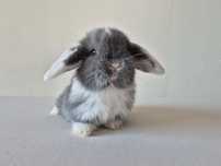 Królik Mini -Lop
