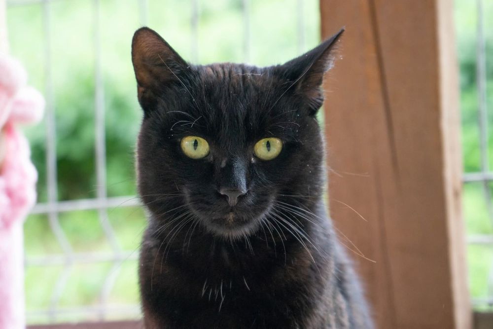 Czarny kot Venom czeka na dom w schronisku