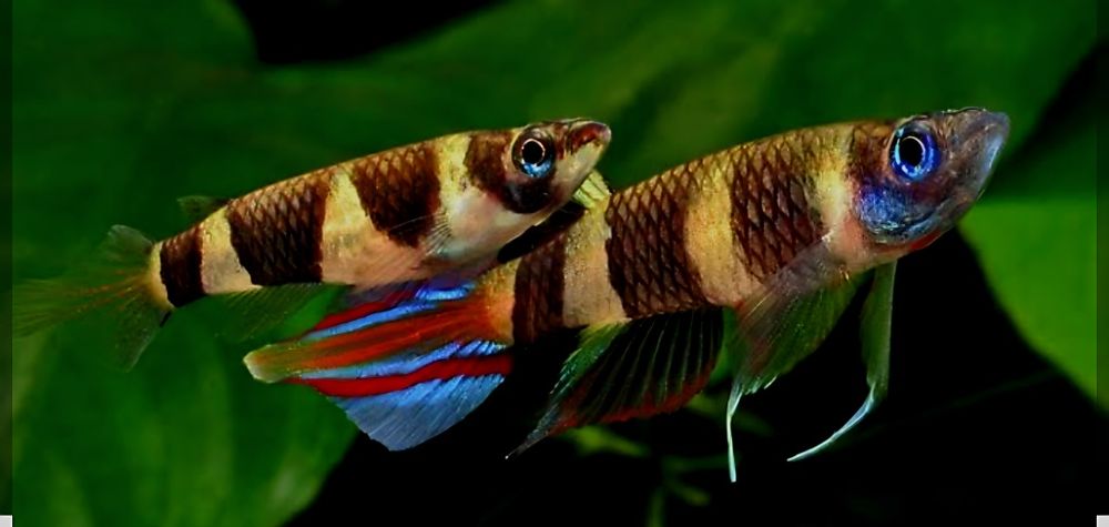 Szczupieńczyk karłowaty Epiplatys annulatus - wysyłka