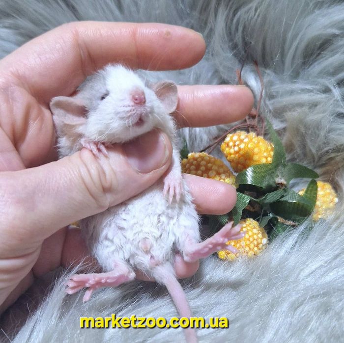 Ексклюзивний щурик Дамбо Рекс – рідкісний "Блакитний Хаскі" з кучеряво