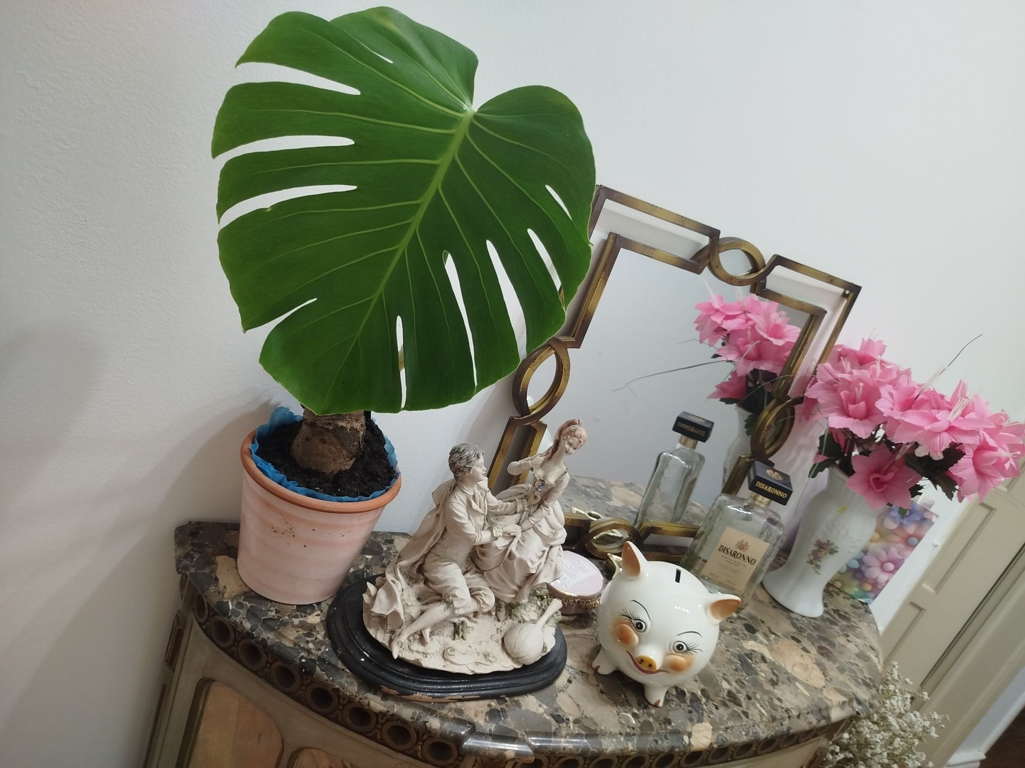 Planta natural Monstera deliciosa