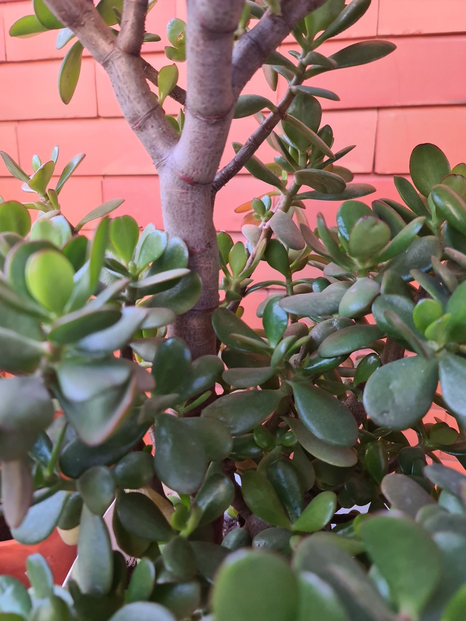 Planta jade com 6 anos