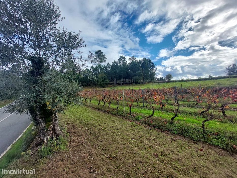 Terreno Rústico  Venda em Vila Nova de Tazem,Gouveia