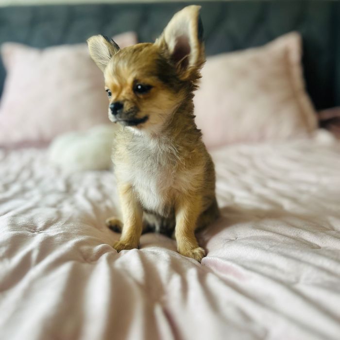Chihuahua długowłosy