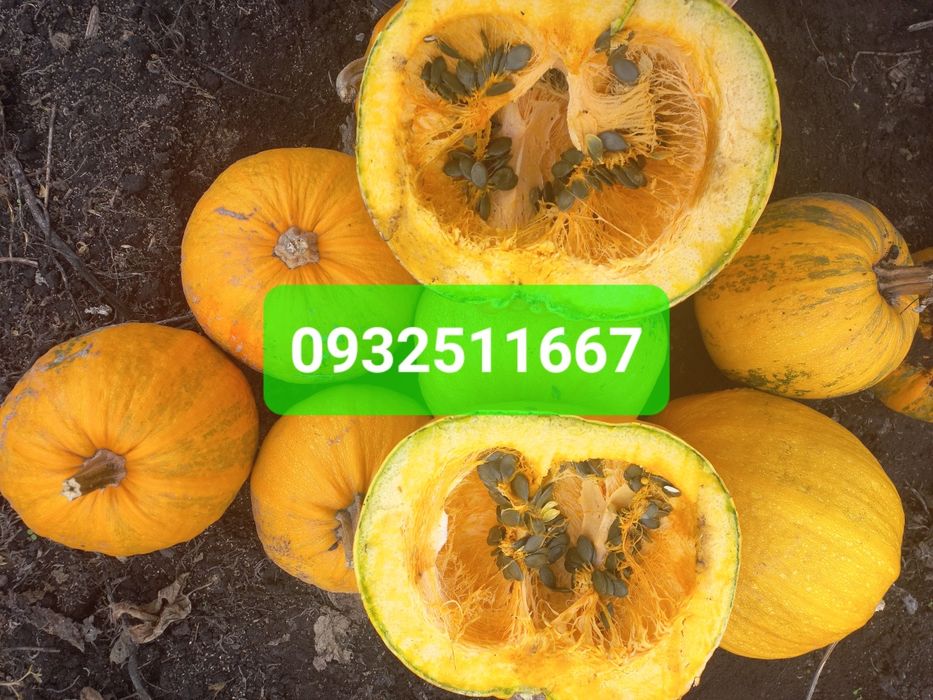 Насіння гарбуза голе харчове