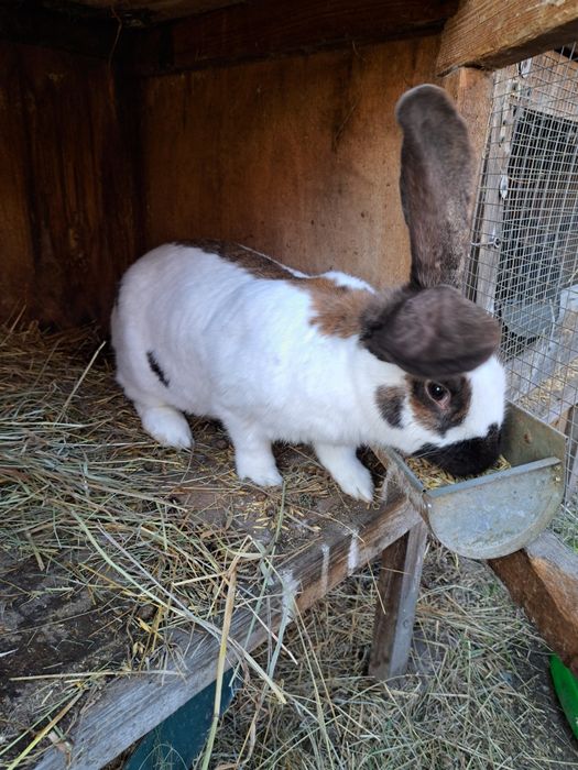 Olbrzym srokacz osm osi