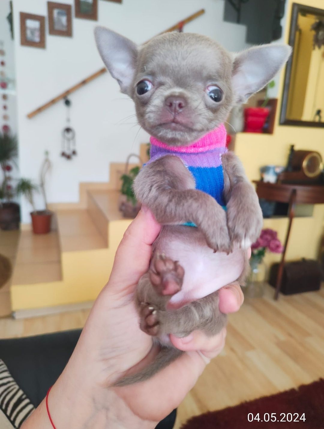 Chihuahua liliowa dziewczynka Xxxs