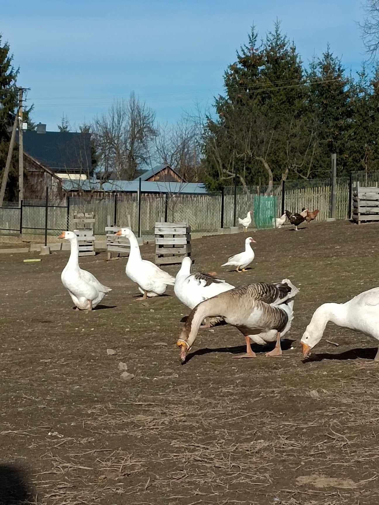 Jaja lęgowe gęsi