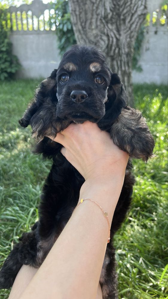 Американський Кокер Спаніель. Щенок. Американский Кокер Спаниель.