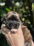 Piesek rasy shih tzu