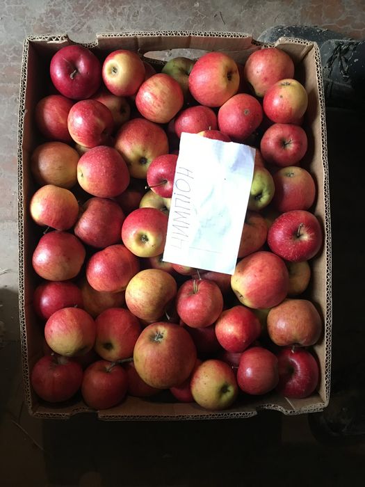 ЕКО Яблука домашні безкоштовна доставка