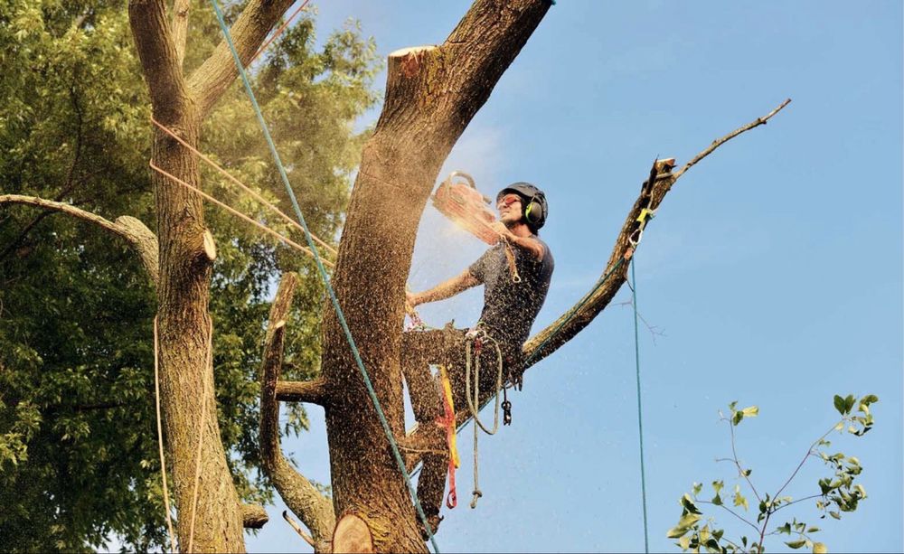 Зрізання дерев,обрізка дерев