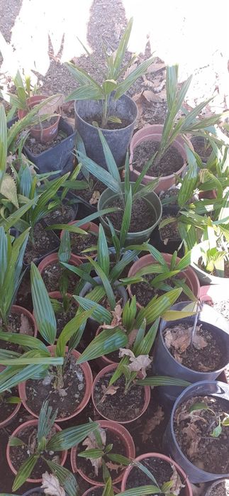 Palmeiras de leque e sicas