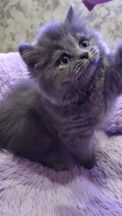 Нежная кошечка Хайленд