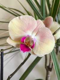 Орхідея Персик Жовта