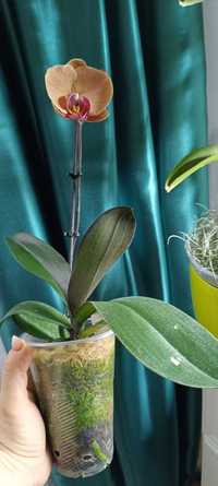 Орхідеї в одні руки, фаленопсис 2 рослини