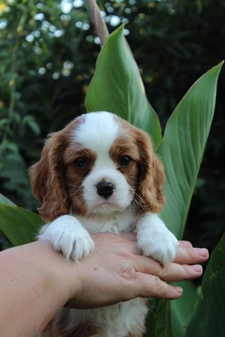 Cavalier King Charles Spaniel szczeniak sunia super piesek