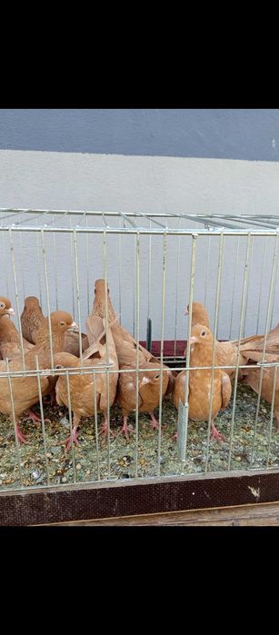 Gołębie tiplery zulte