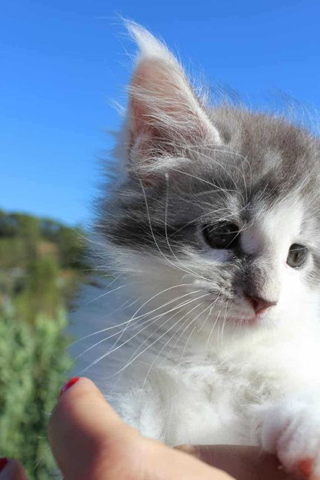 Macho Maine Coon