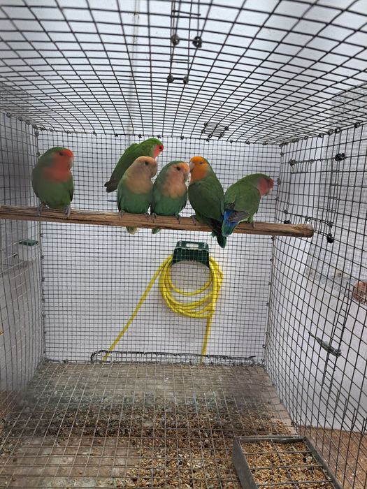 Agapornis Roseicollis longfeather