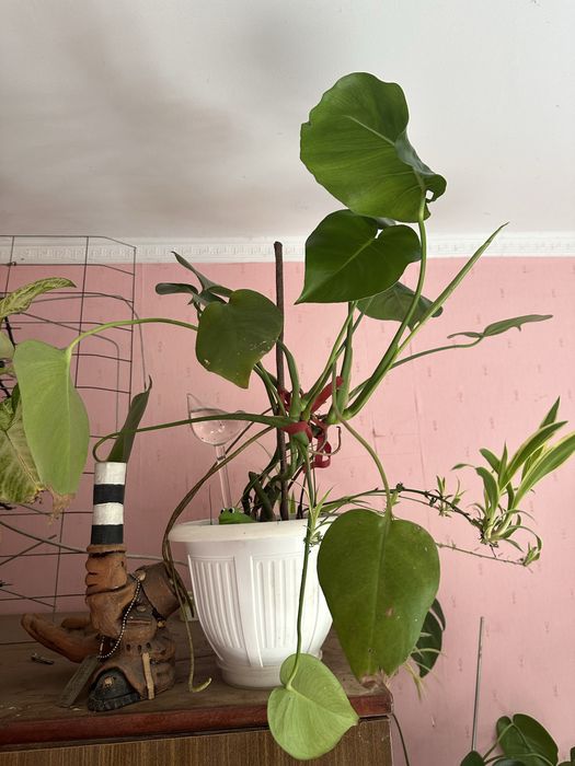 Продам 2 монстери